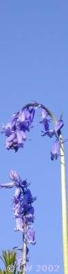bluebells against a blue sky