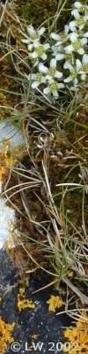 moss, lichen and flowers in machair