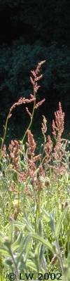 sorrel flowers in a summer meadow